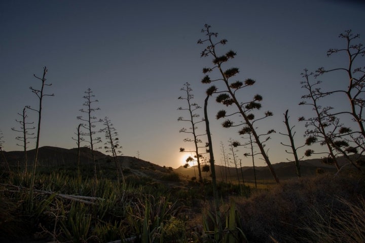 Además de los antiguos volcanes, la flora del parque natural tiene protagonismo en esta ruta.