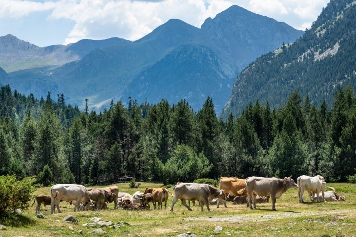 Prats de Aiguadassi con vacas.