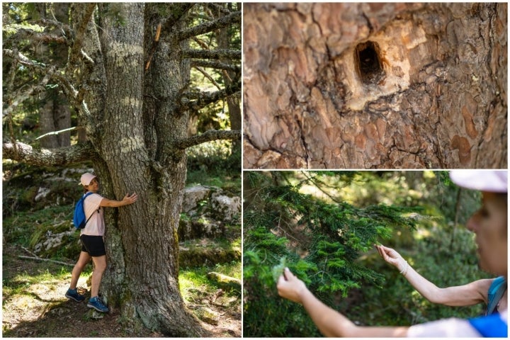 Detalles del bosque en la ruta de las pasarelas