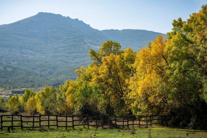 El roble es una de las especies más abundantes de la zona.