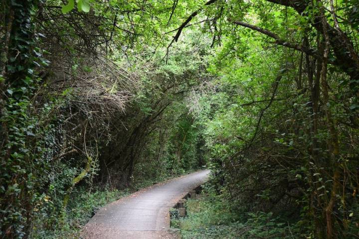 La ruta en su mayor parte discurre por terreno llano y en este tramo avanzamos por este túnel verde.