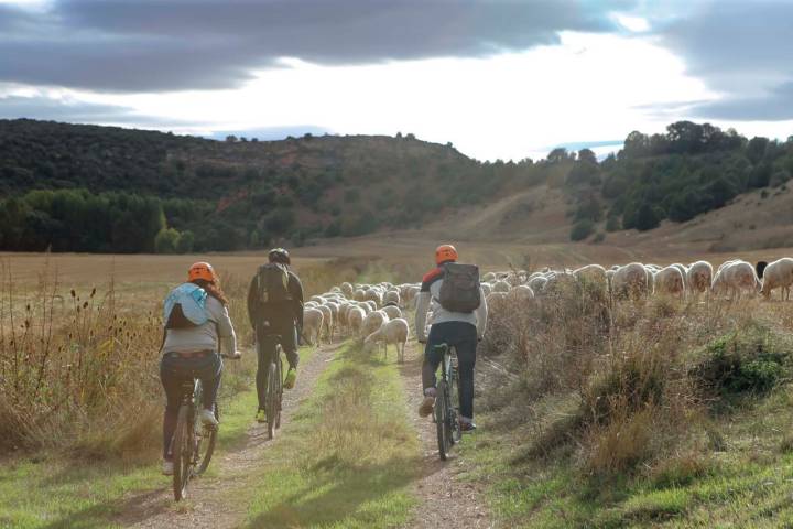 Abre bien los ojos, porque en esta ruta te puedes cruzar con buitres, ovejas, corzos y otros animales.