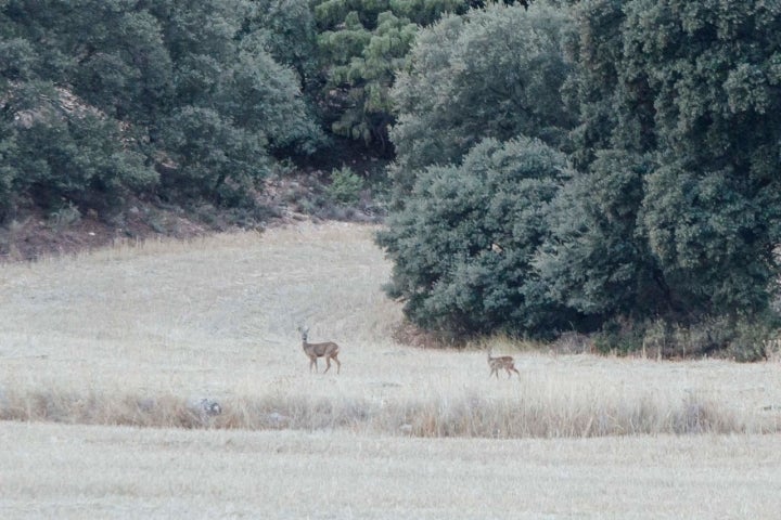 Dos corzos en el monte