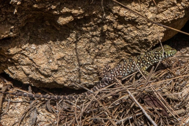 Pequeños reptiles toman el sol entre las rocas.