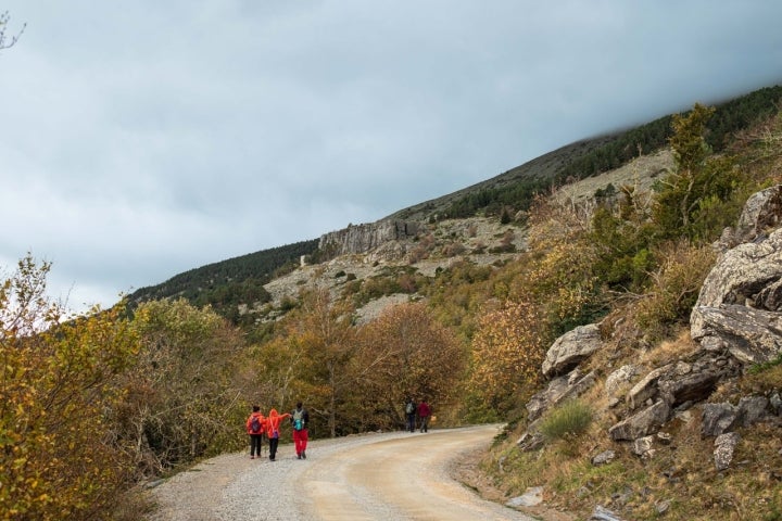 Ruta hayedo Peña Roya (Moncayo, Zgz) pista forestal