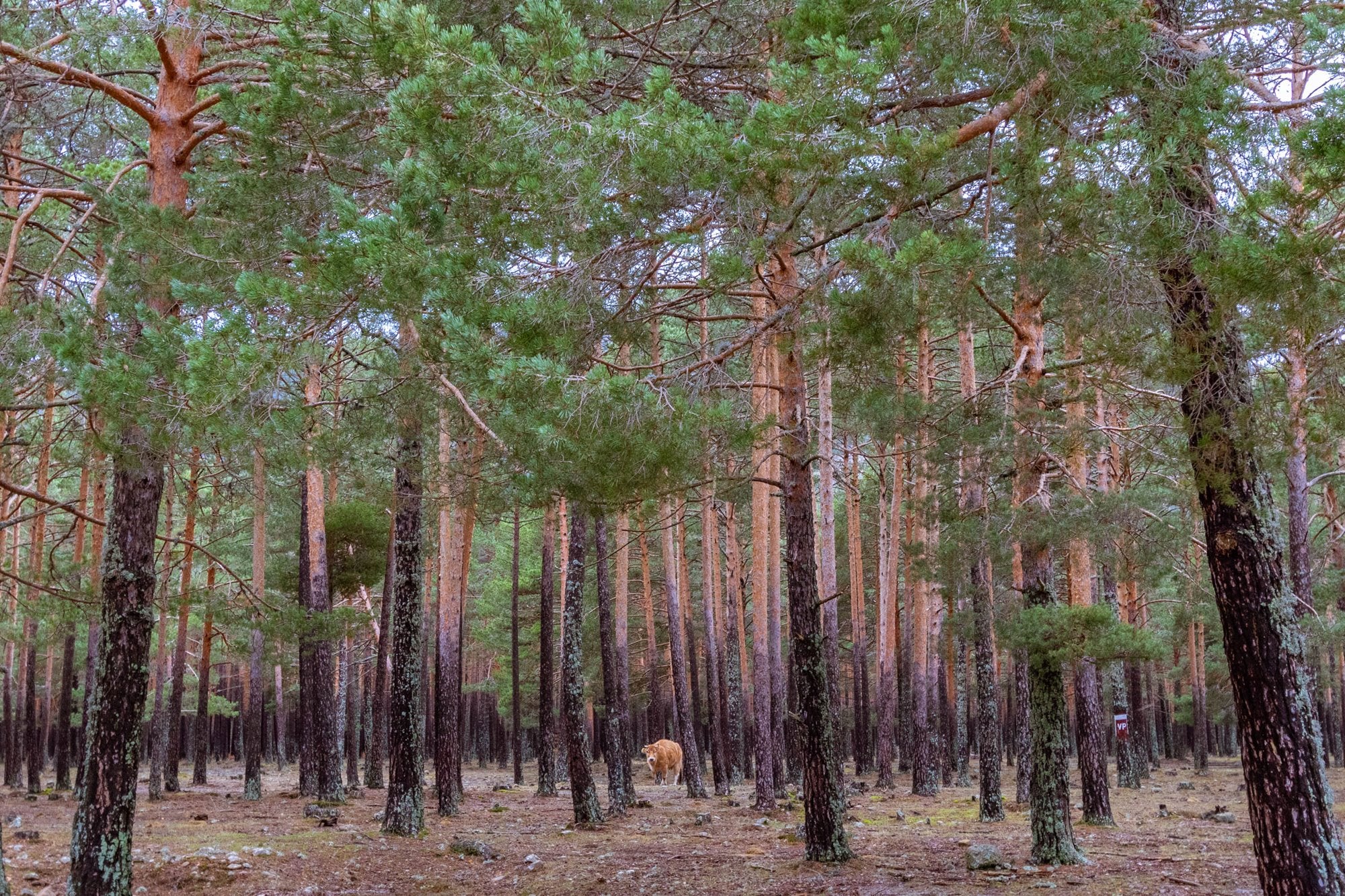 Pinares Vinuesa