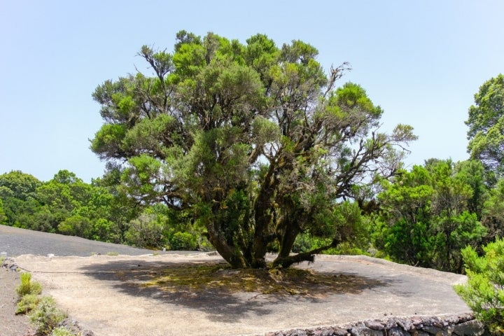 Ruta Senderista la Llania. Árbol del que se extraía agua