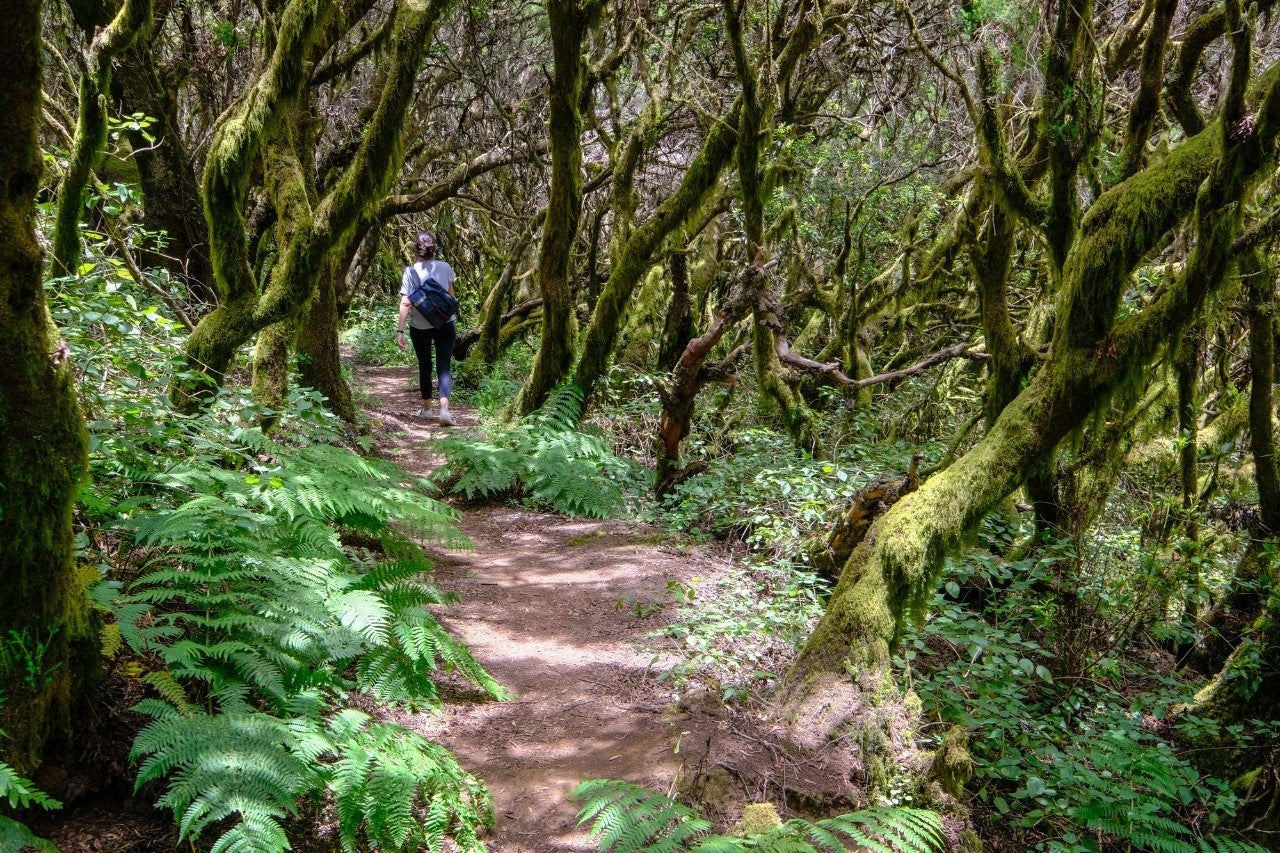 Un bosque húmedo y refrescante para cualquier día del año