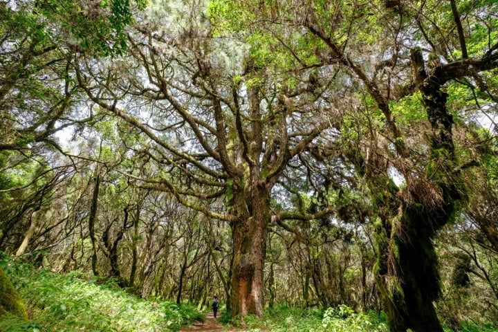 Ruta Senderista la Llania. Árbol gigante con mujer a sus pies