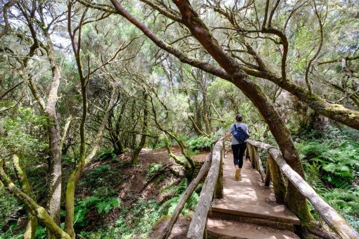 Una mujer atraviesa un puente del bosque.