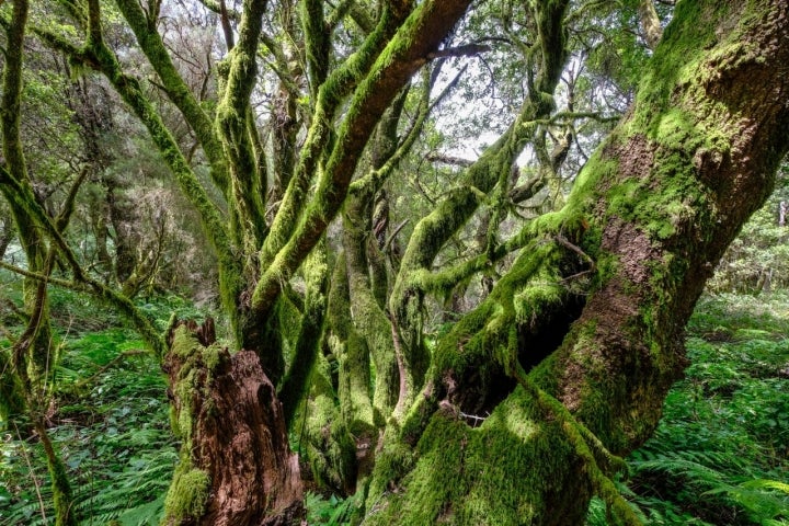 Ruta Senderista la Llania: árboles con musgo.