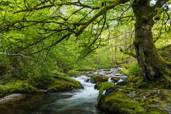 El Bosque de Muniellos es un auténtico paraíso perdido.