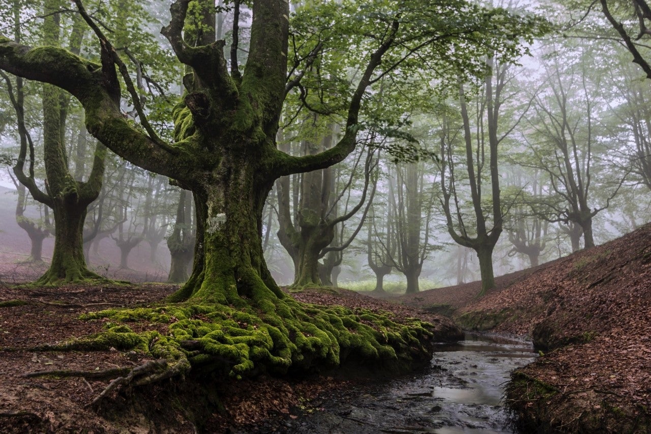 Un paseo casi místico entre hayas centenarias