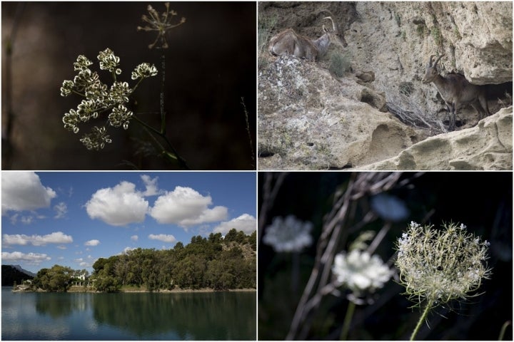 Cabras monteses entre las rocas y flora de la zona.