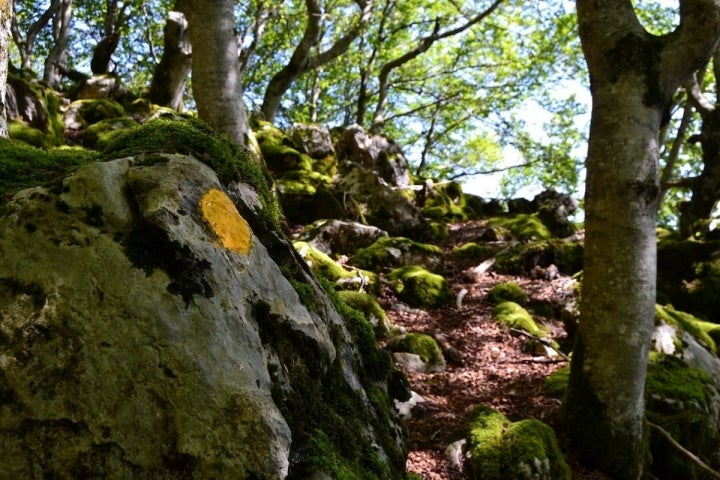 Un bosque verde y mágico nos arropa durante toda la subida.