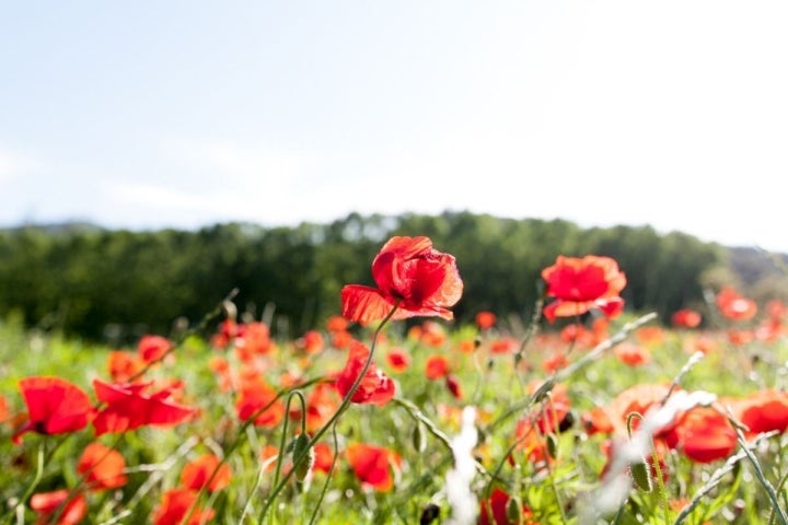 Detalle de un campo de amapolas.