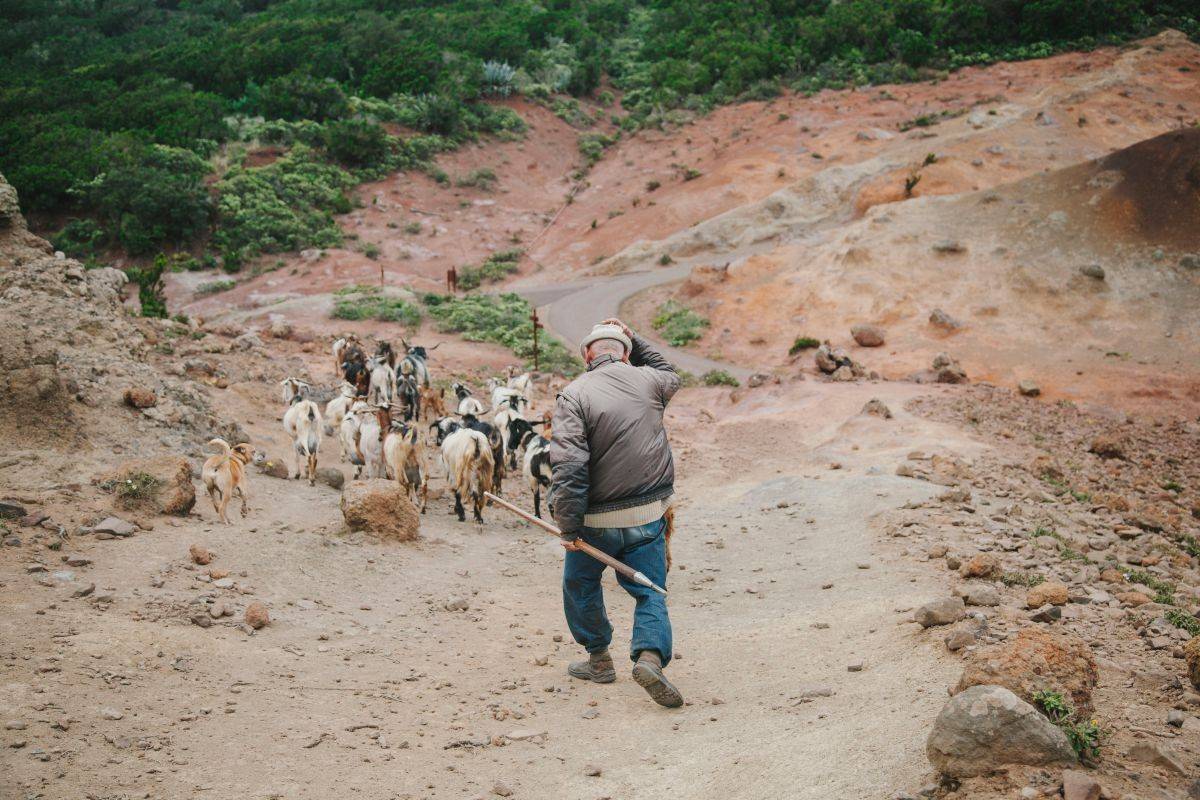 Las cabras abren camino en la última frontera de la isla