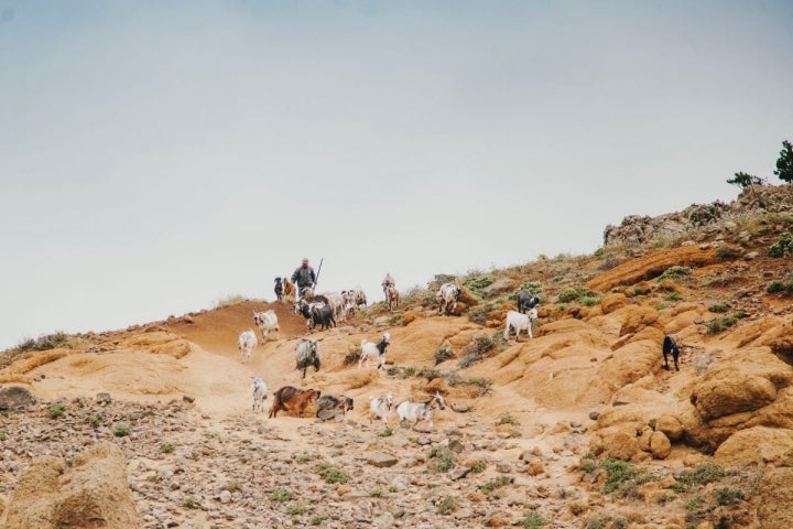 Un pastor con cabras por el parque rural de Teno, en Tenerife.