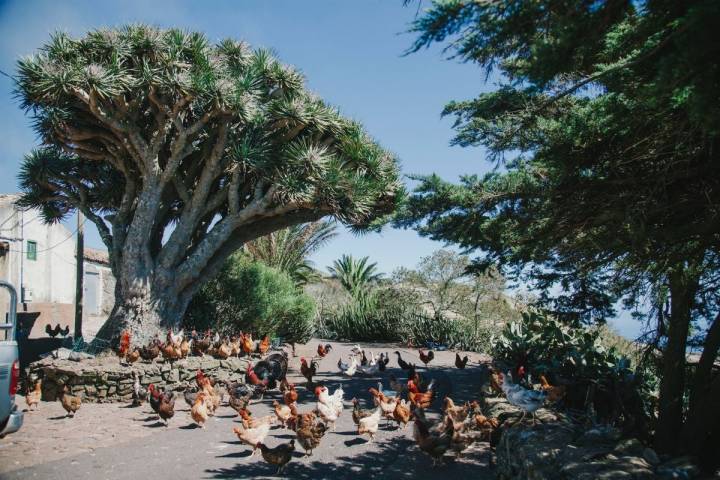 Las gallinas de la quesería Naturteno junto a un drago, en el parque rural Teno de Tenerife.