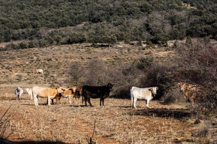 Vacas en la zona de subida a la montaña Penyagolosa.