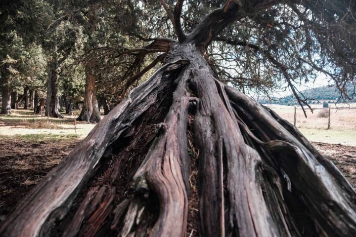 ¿Podrían estos árboles antiguos haber escondido al lobo de Caperucita?