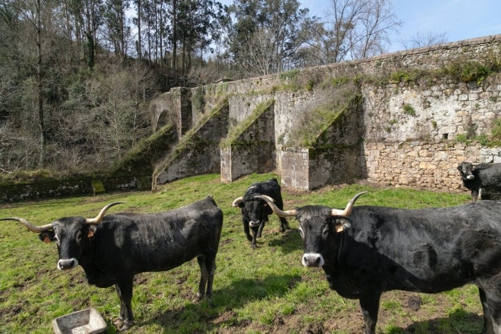 Ejemplares de vaca Tudanca