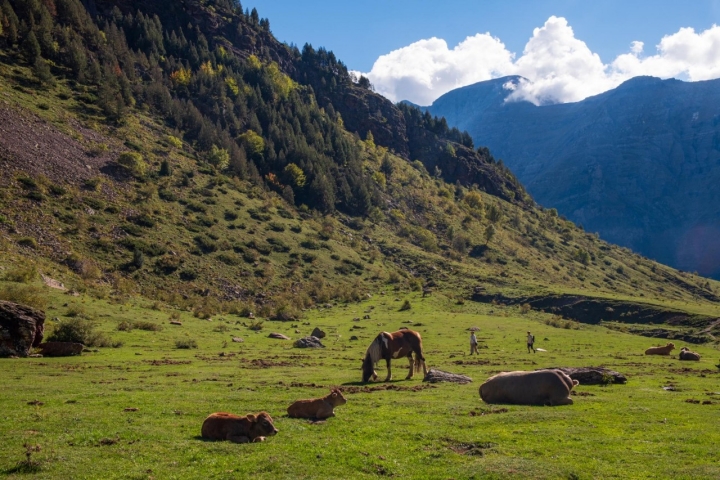 acas y caballos pastan libres por aquí hasta que llegue el más crudo invierno.
