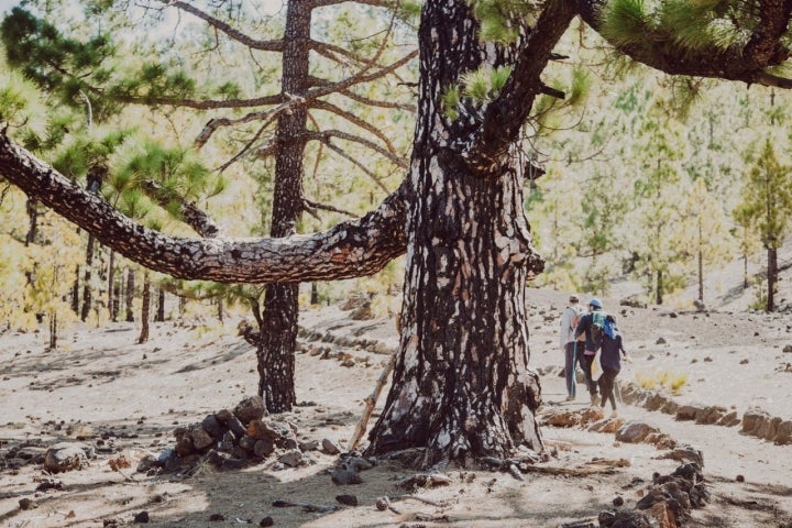 Solo el paso del tiempo permite que las plantas vuelvan a poblar la superficie, como los poleos o el pino canario.