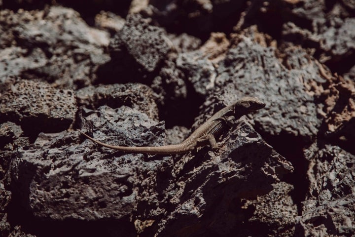 Entre las rocas aparecen los lagartos, que son los primeros animales pobladores  de estas tierras basálticas.