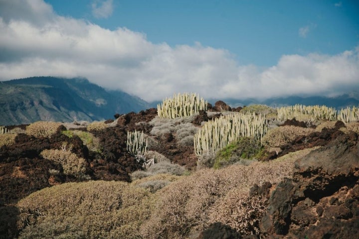 El paisaje de cardones y tabaibas es espectacular.