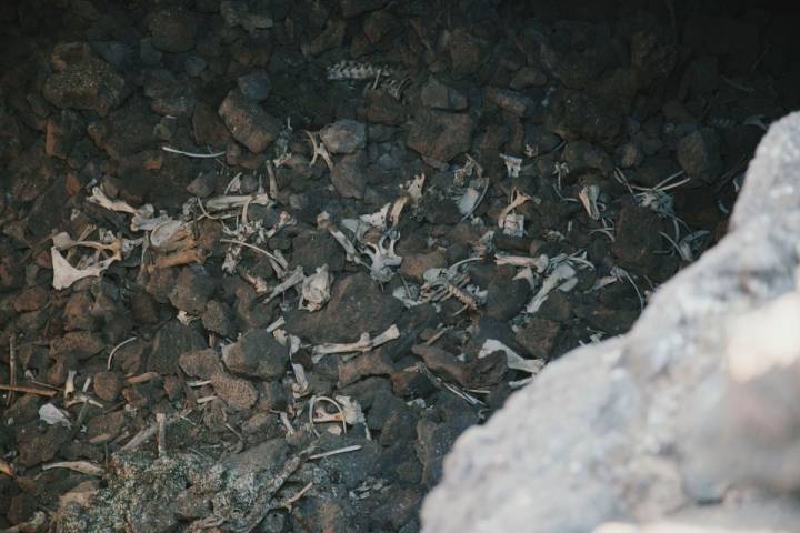 En la Cueva de los Burros, los restos de estos animales aún pueden verse.