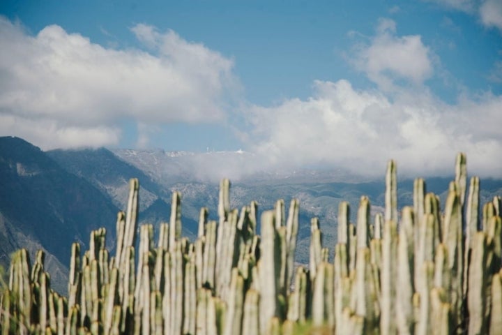 Los cardones parecen querer tocar las nubes.