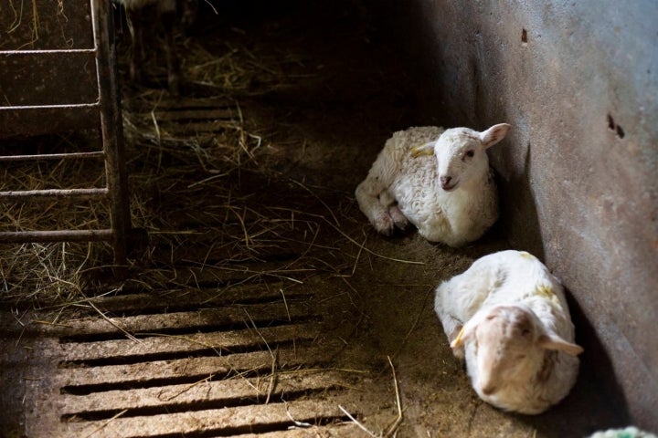 ovejas latxas en queseria bikain