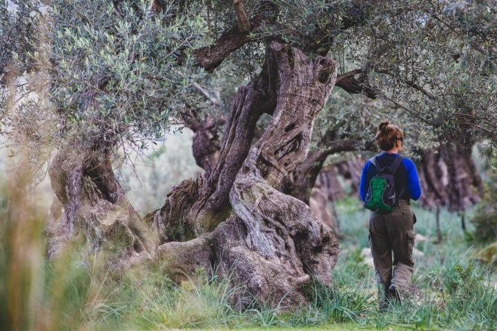 olivos valle muleta sierra tramuntana