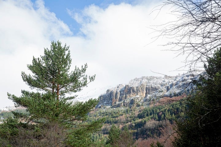 Mata de Haya Navarra