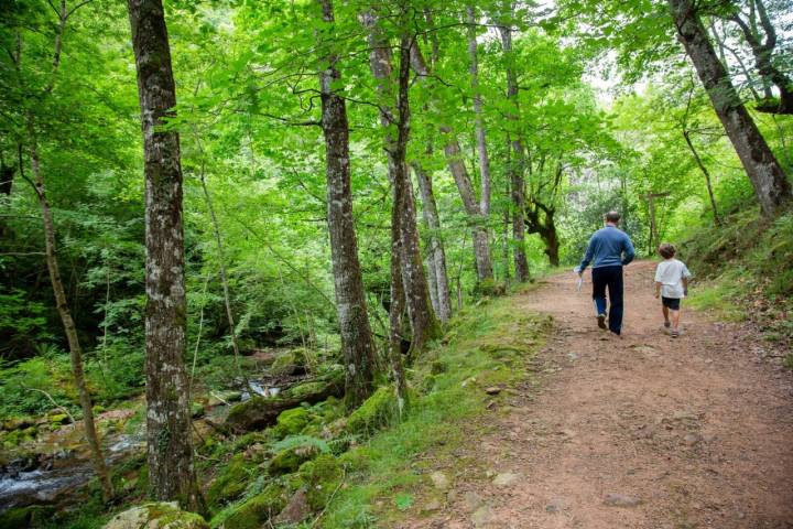 Ruta por las cascadas de Xorroxin (Navarra): camino por el bosque