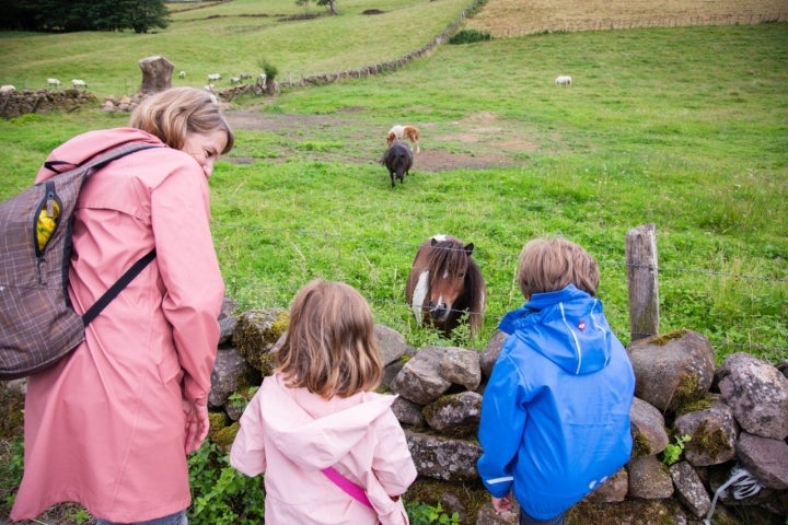 Ruta por las cascadas de Xorroxin (Navarra): animales