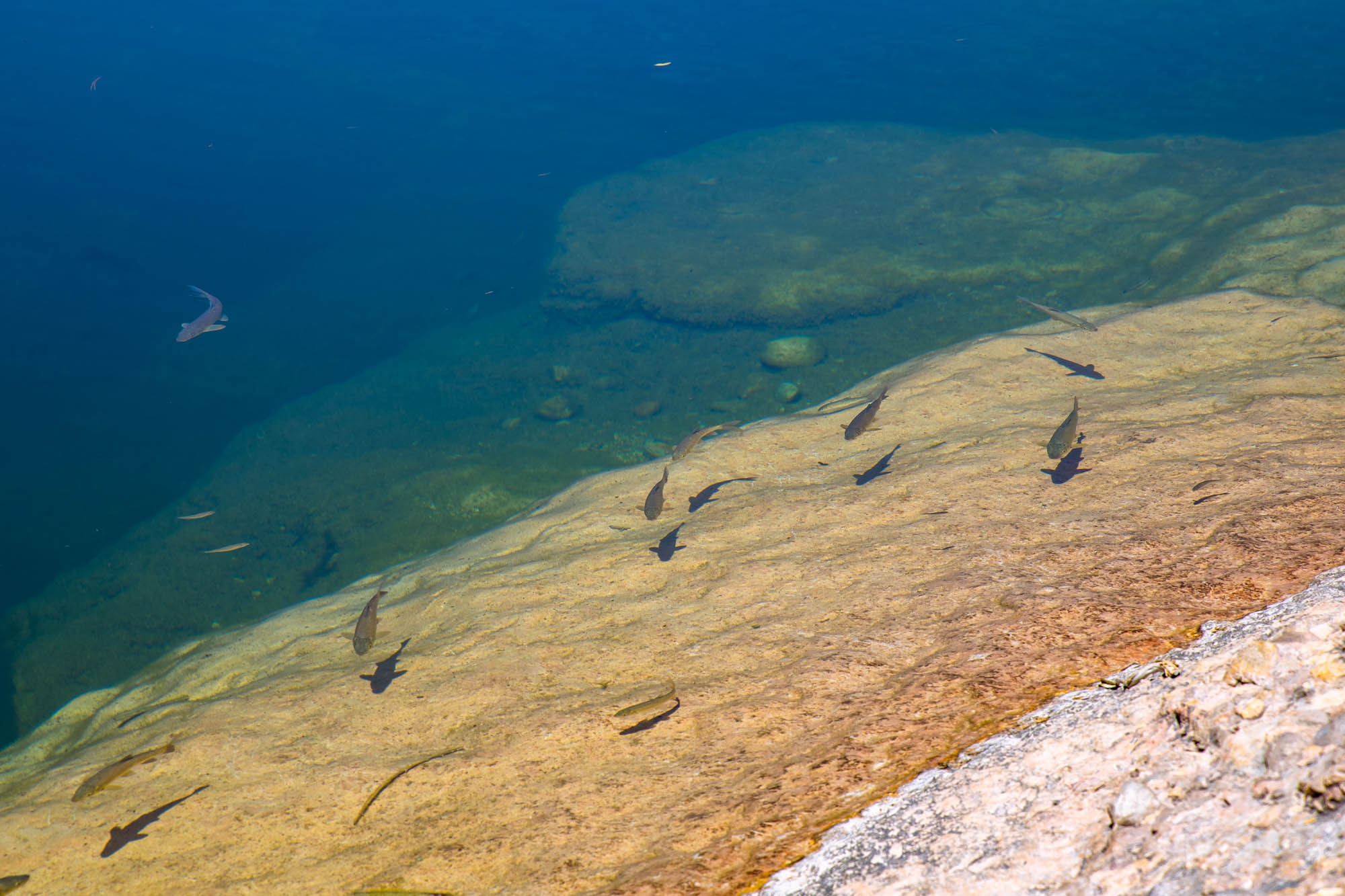 Los barbos sí que se dejan ver en las aguas del Toll Blau.