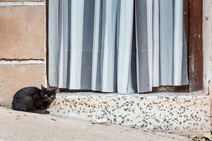 Trasmoz: Gato negro en una puerta del pueblo. Foto: Ferrán Mallol