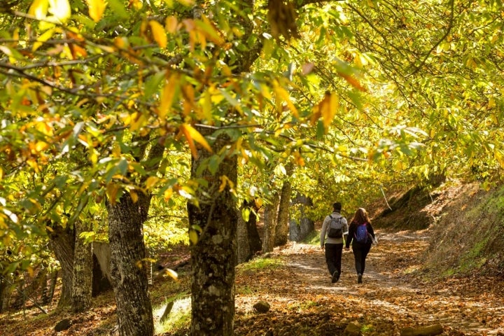 Bosque de Cobre Málaga