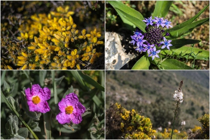 flores Sierra Alcaparaín