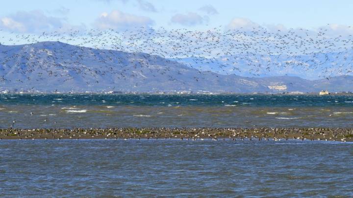 Multitud de pájaros en la Bahía dels Alfacs, en el parque natural del Delta del Ebro. Foto: Shutterstock.