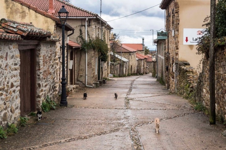 Los gatos, los otros peregrinos que aseguran la foto de éxito en Instagram.