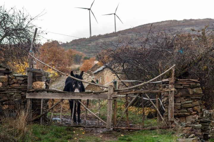 Un primo de los machos de los arrieros y los generadores eléctricos, contrastes.