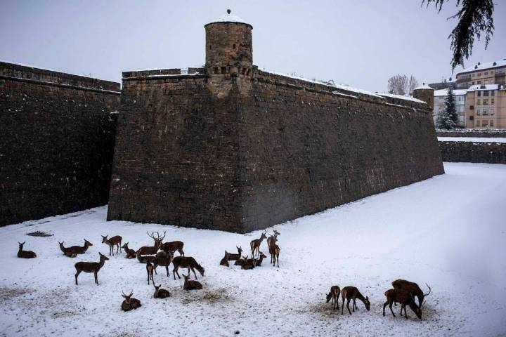 Los ciervos que vigilan el foso de la Ciudadela y no extrañan la nieve.