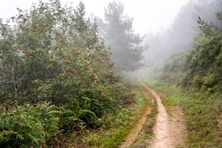 serbal camino primitivo