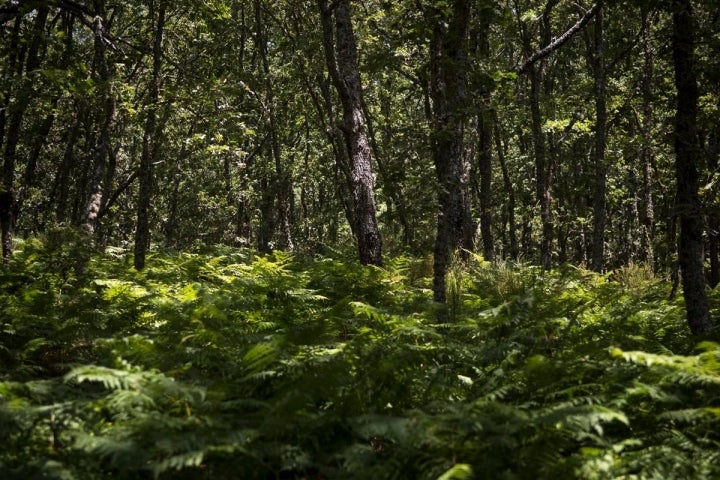 Los bosques de robles y helechos que rodean el pueblo nos sumergen en otro mundo.