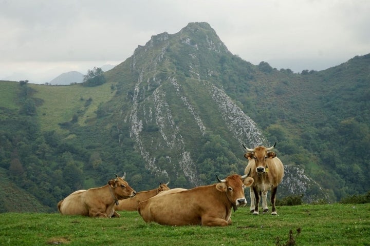 vacas