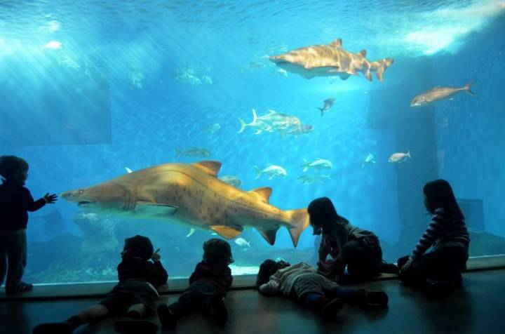 Tiburones en las piscinas del acuario. Foto: Acuario de Sevilla.