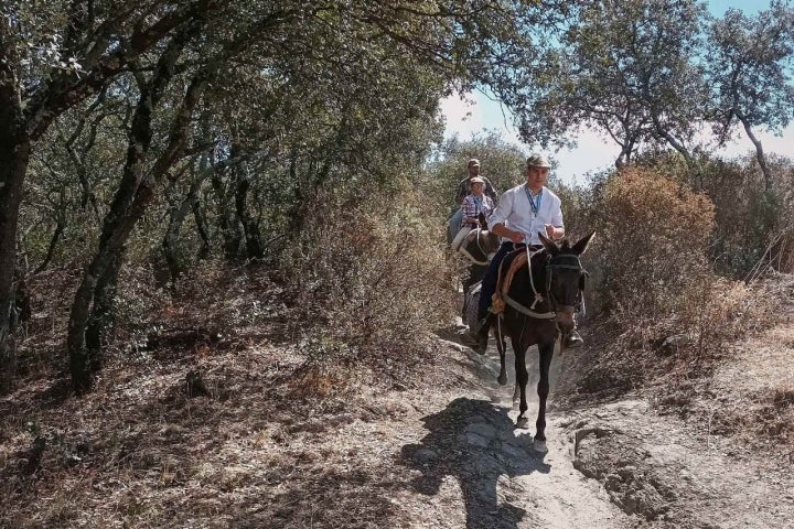 Mulos Sierra de Andújar